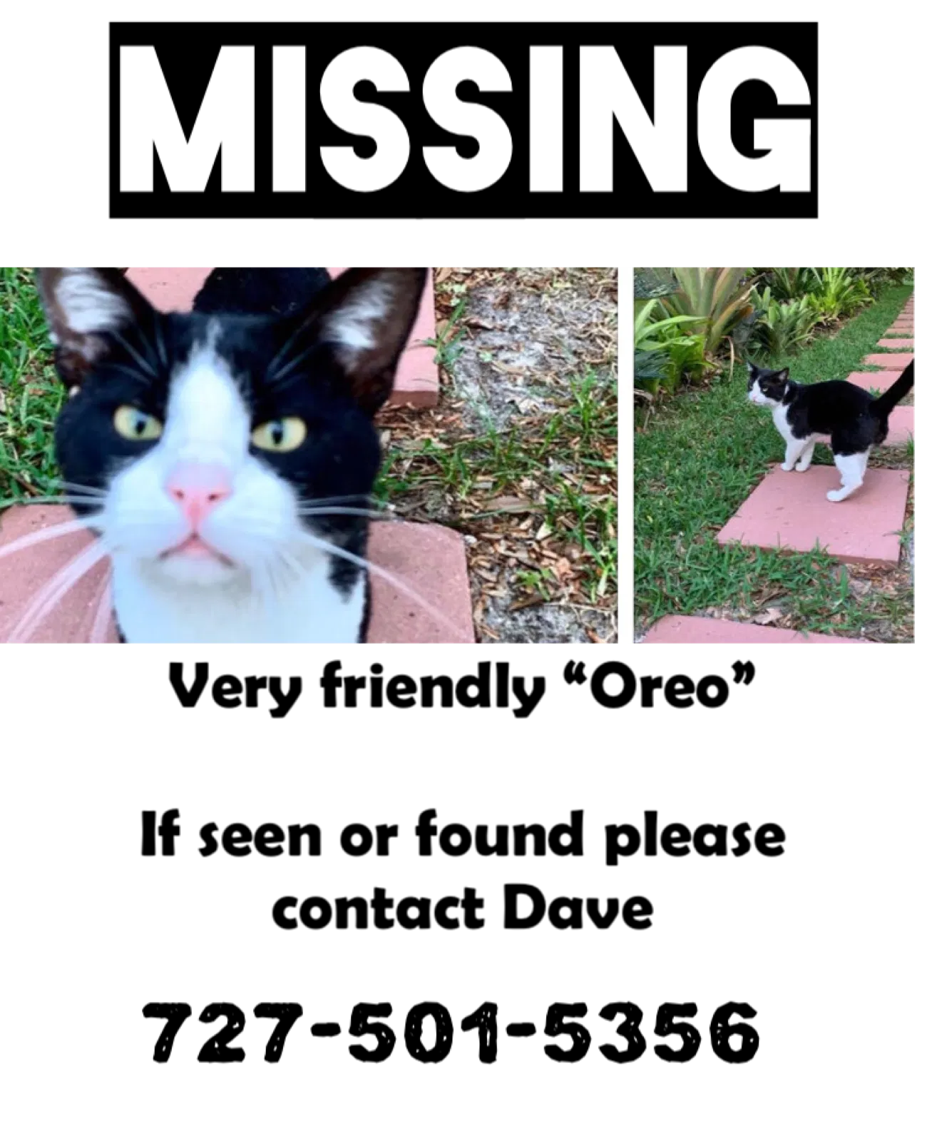 Lost cat in Clearwater, FL, 33764