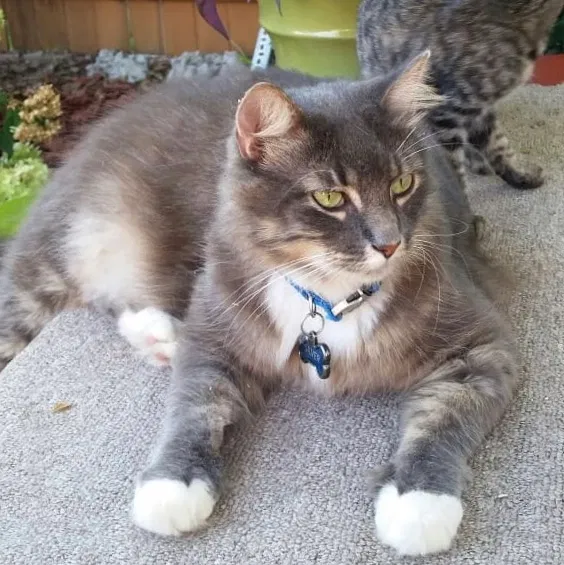 Lost cat in Holiday, FL, 34690