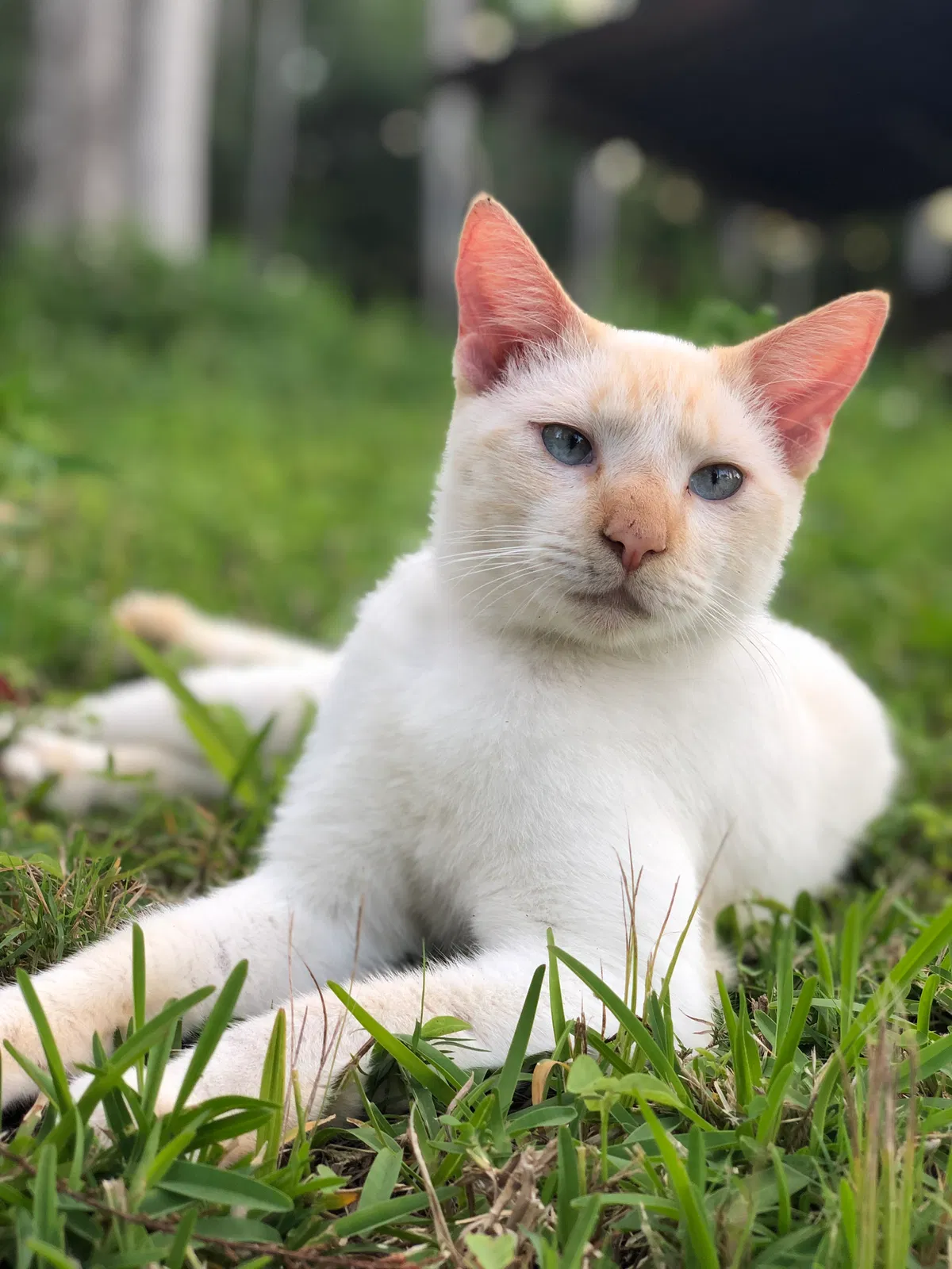 Lost cat in Loxahatchee, FL, 33470
