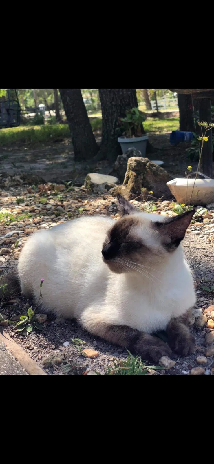 Lost cat in Loxahatchee, FL, 33470