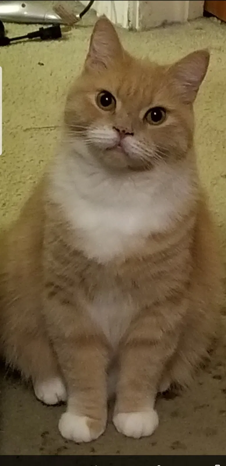 Lost cat in Norfolk, VA, 23518