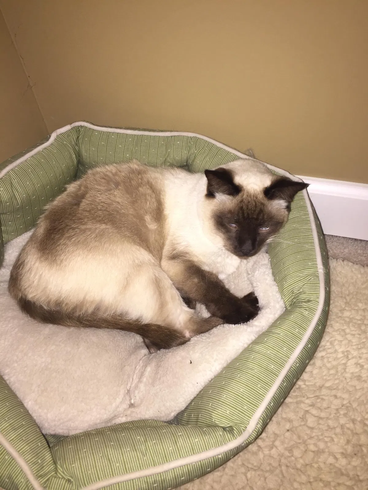Lost cat in Loveland, OH, 45140