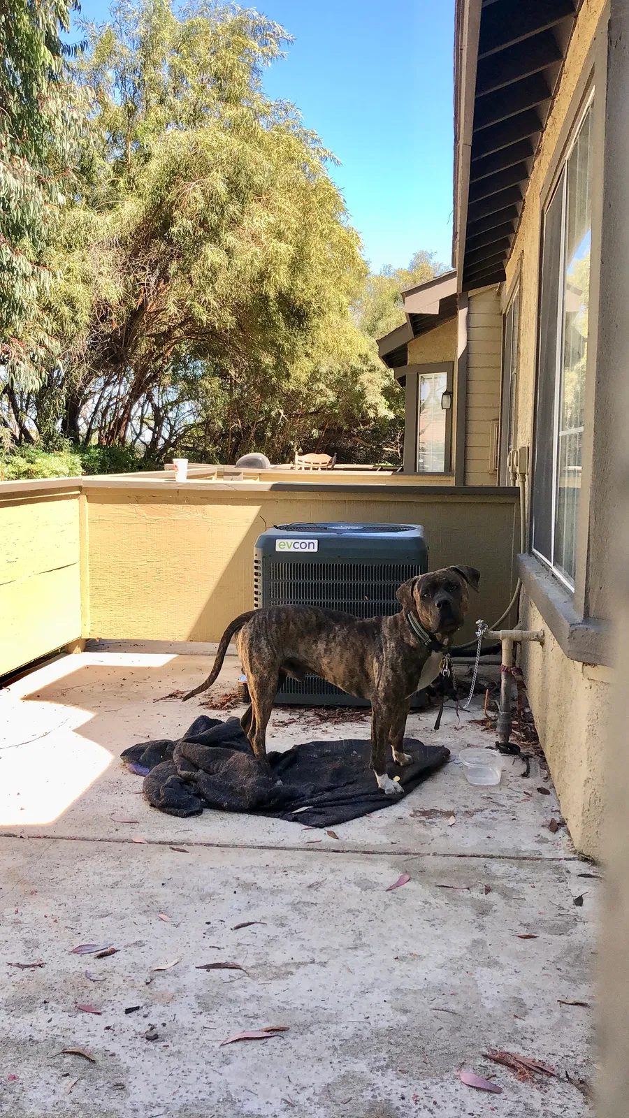 Found dog in Corona, CA, 92879
