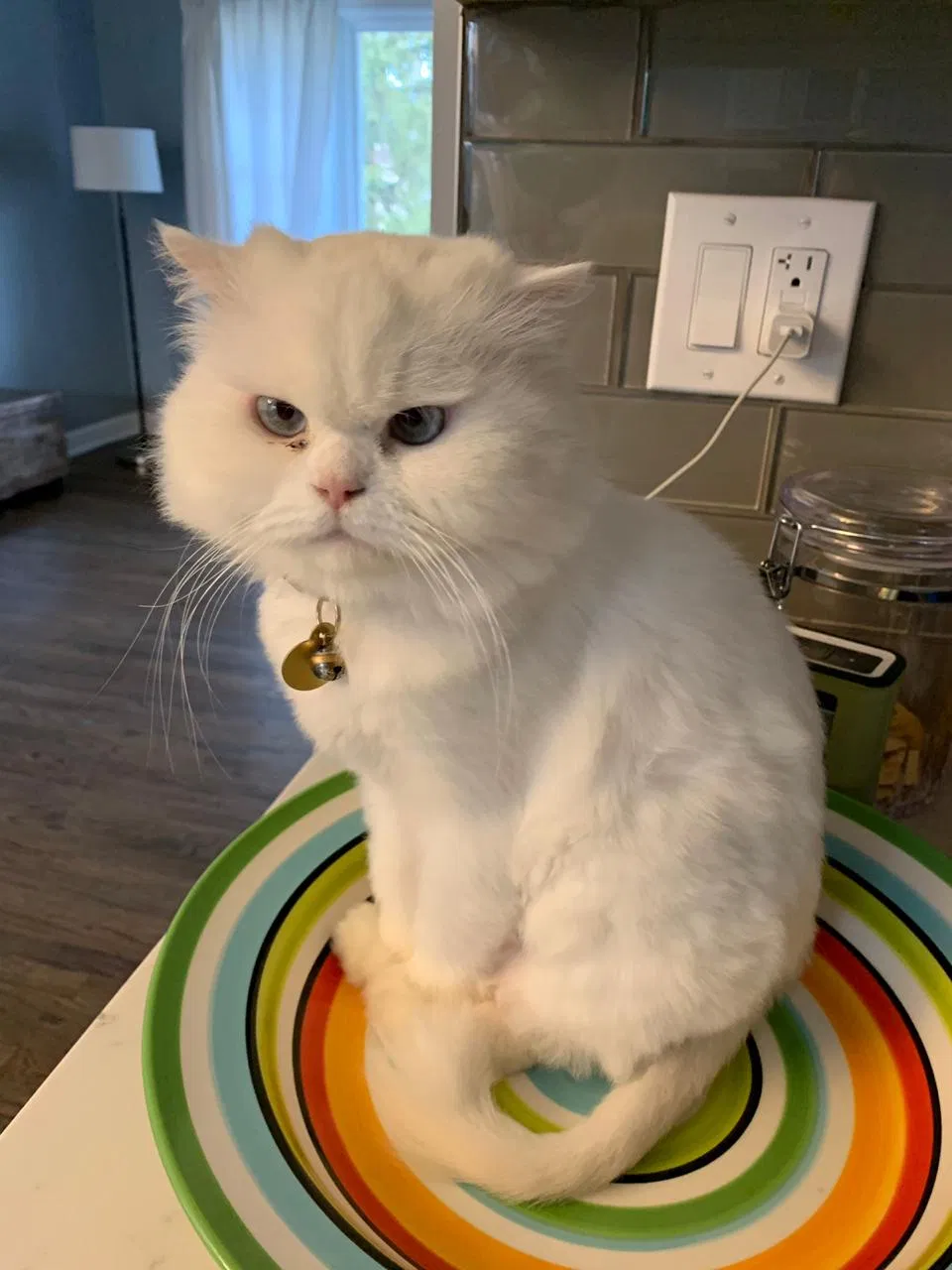 Lost cat in Glen Rock, NJ, 7452