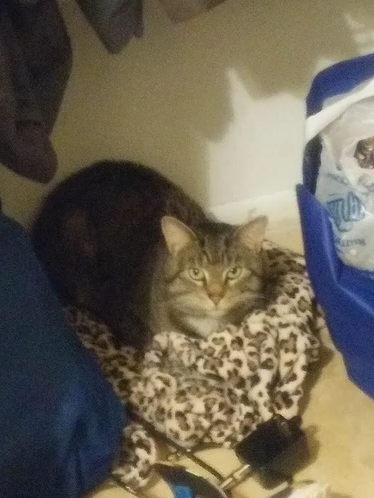 Lost cat in Virginia Beach, VA, 23453