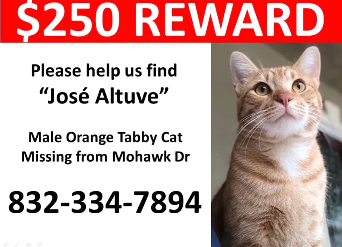 Lost cat in Montgomery, TX, 77316