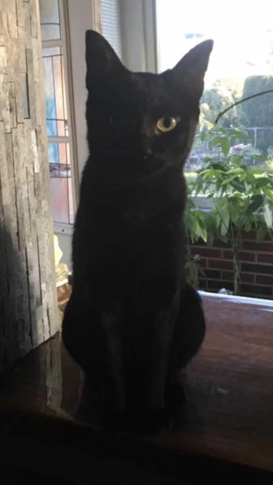 Lost cat in Saint Clair Shores, MI, 48080