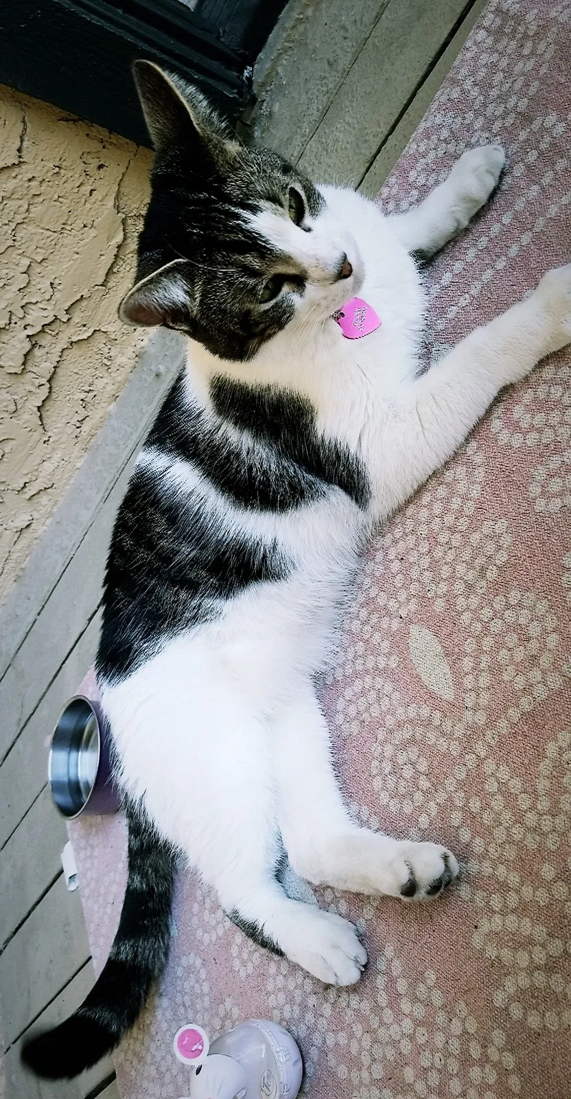 Lost cat in Tempe, AZ, 85282