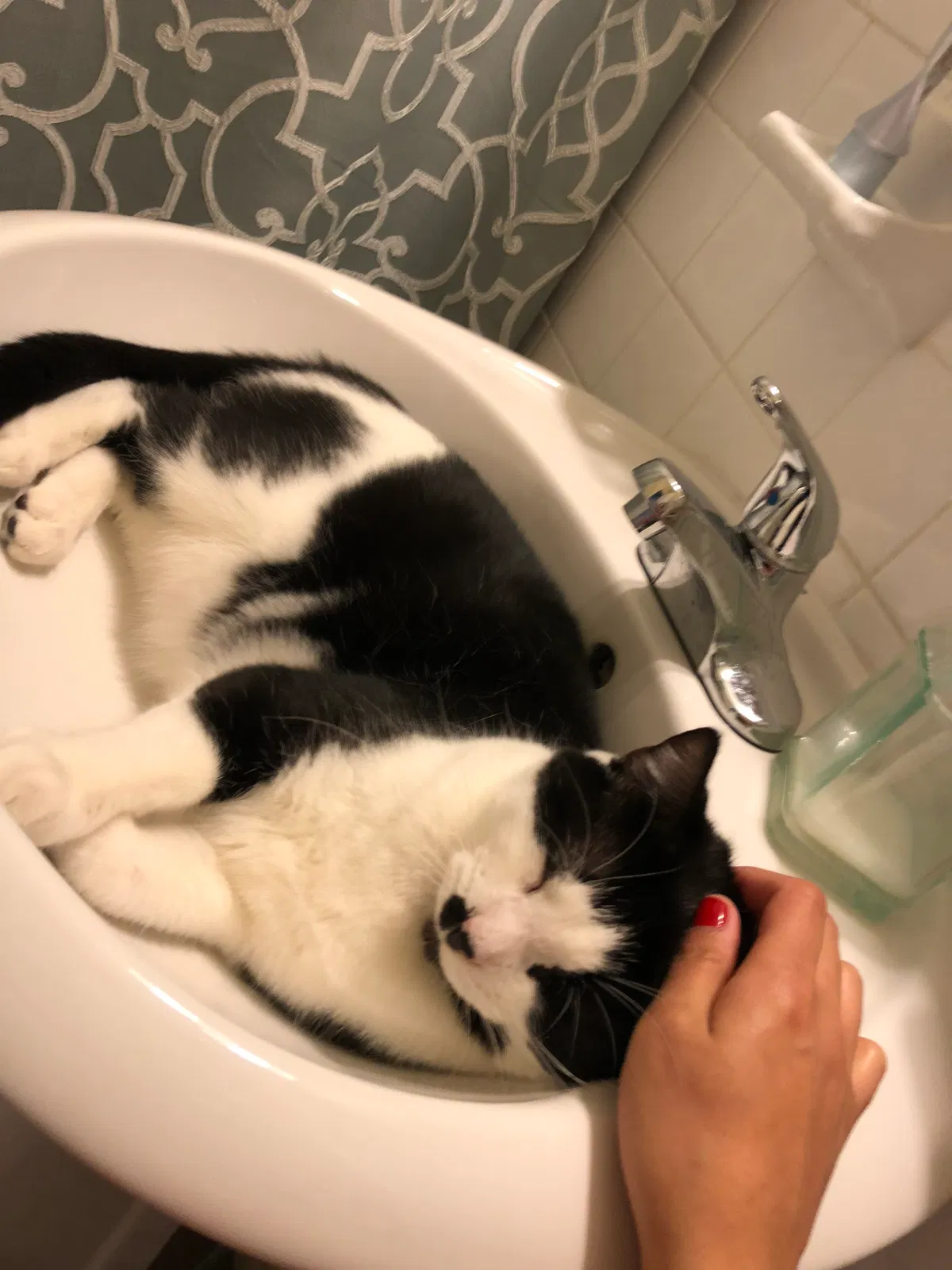 Lost cat in Tunkhannock, PA, 18657