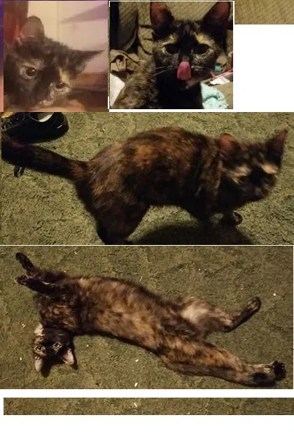 Lost cat in Canon, GA, 30520