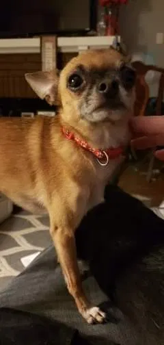 Lost dog in Terre Haute, IN, 47803