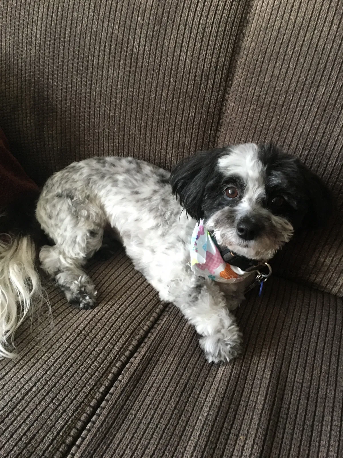 Lost dog in Norristown, PA, 19403