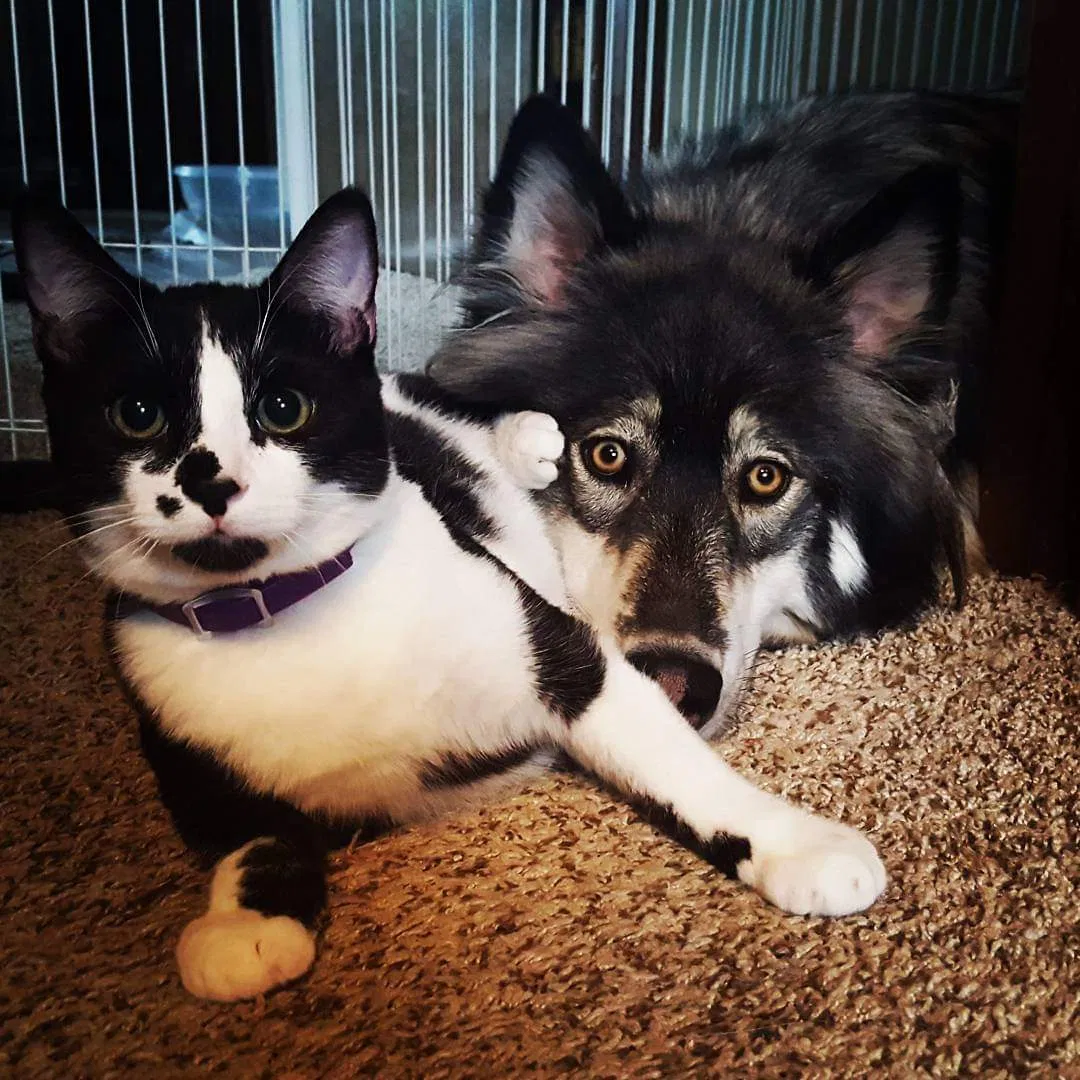 Lost cat in Medford, OR, 97504