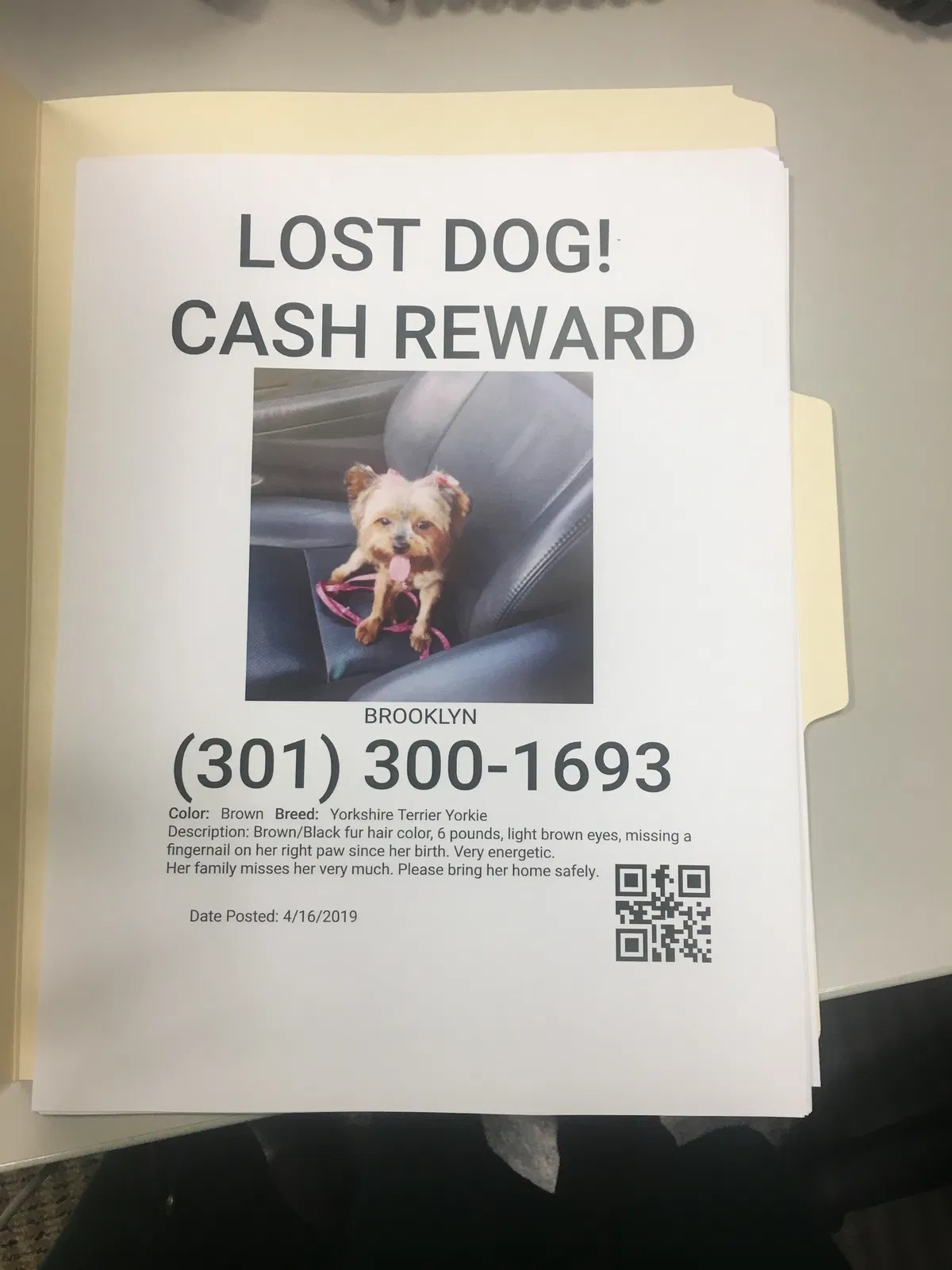 Lost dog in Washington, DC, 20019