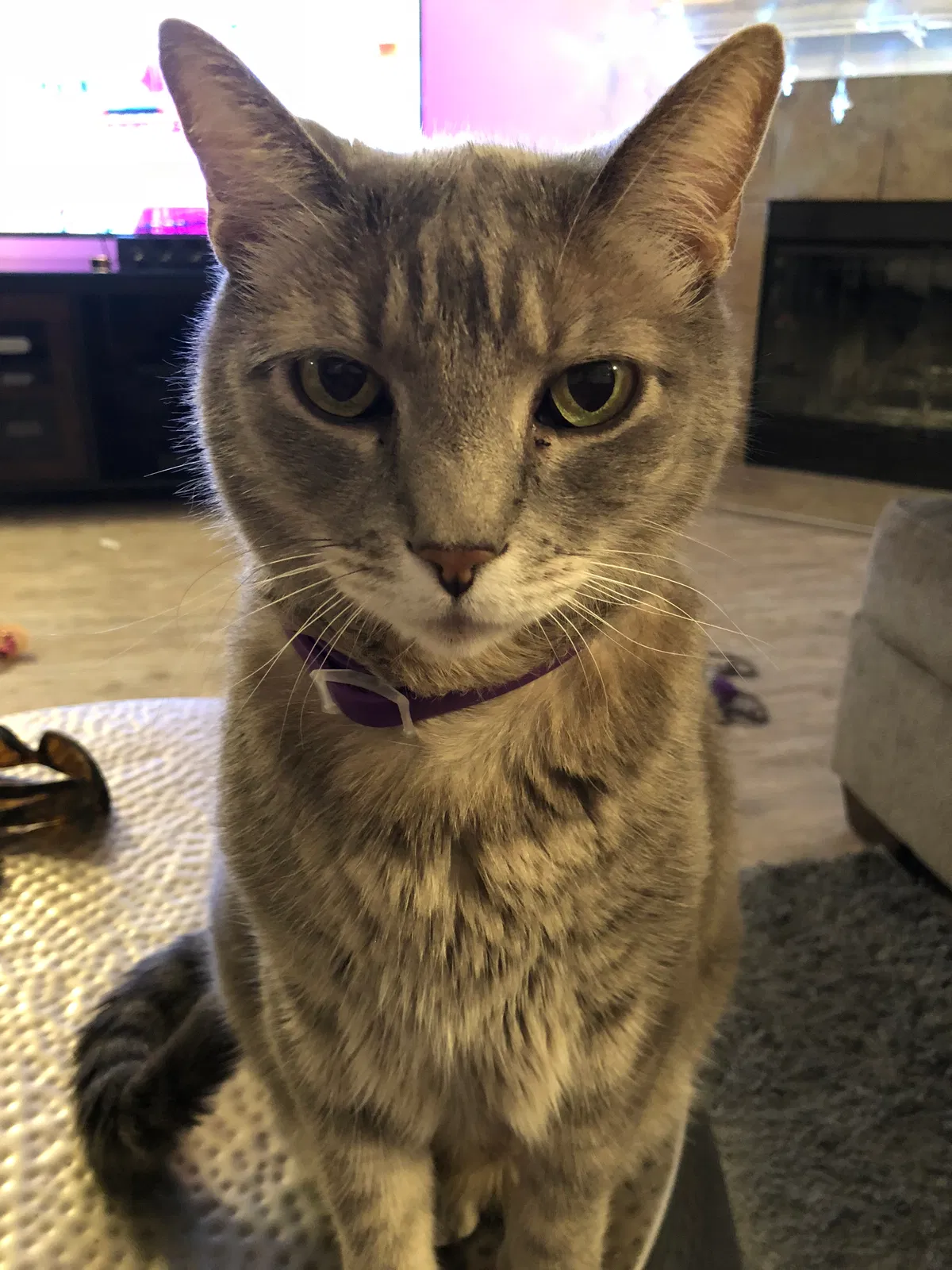 Lost cat in Lynnwood, WA, 98087