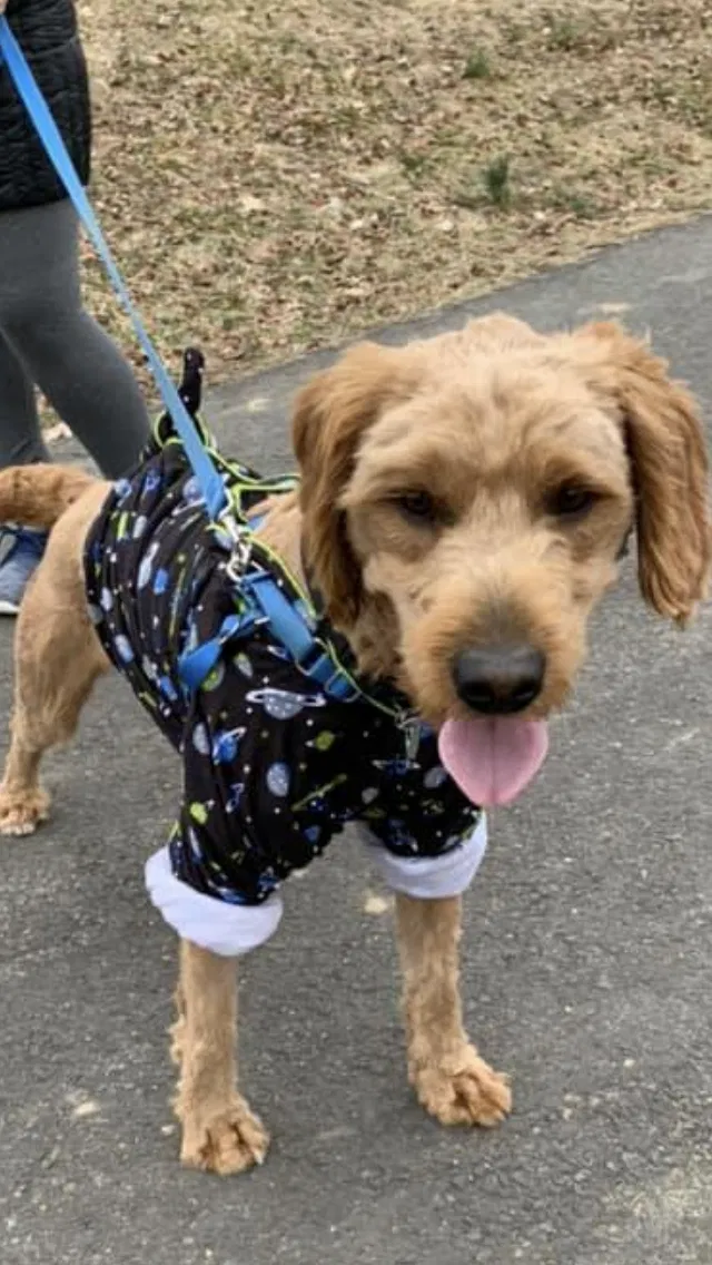 Lost dog in Langhorne, PA, 19047