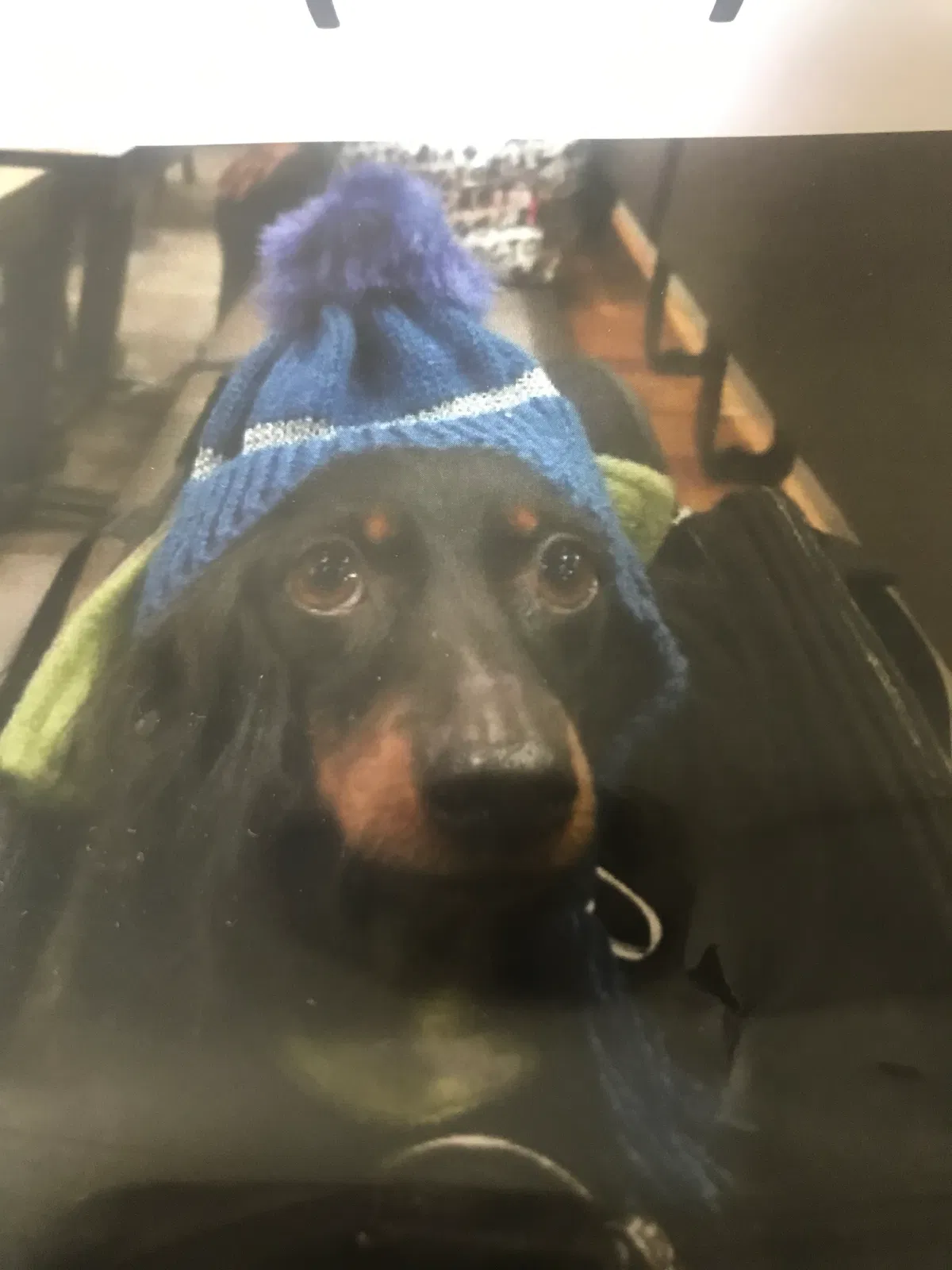 Lost dog in Bronx, NY, 10470