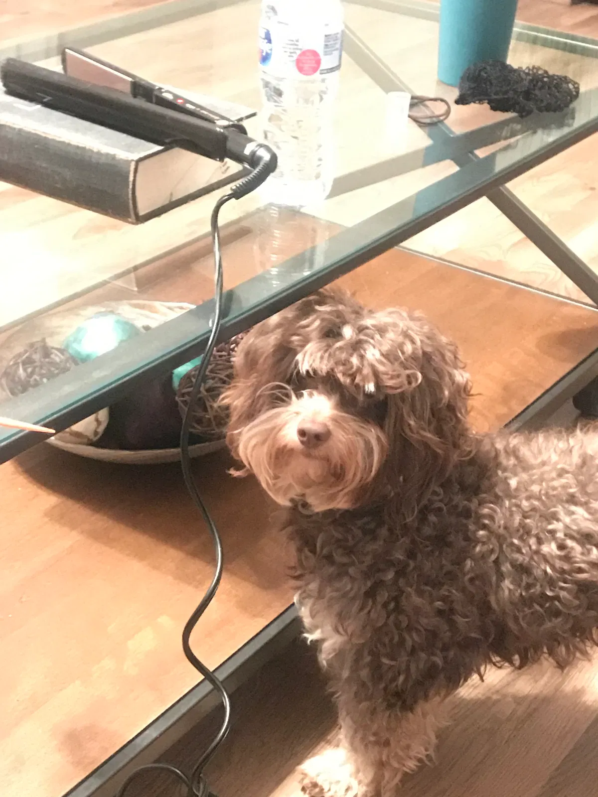 Lost dog in Charlotte, NC, 28262