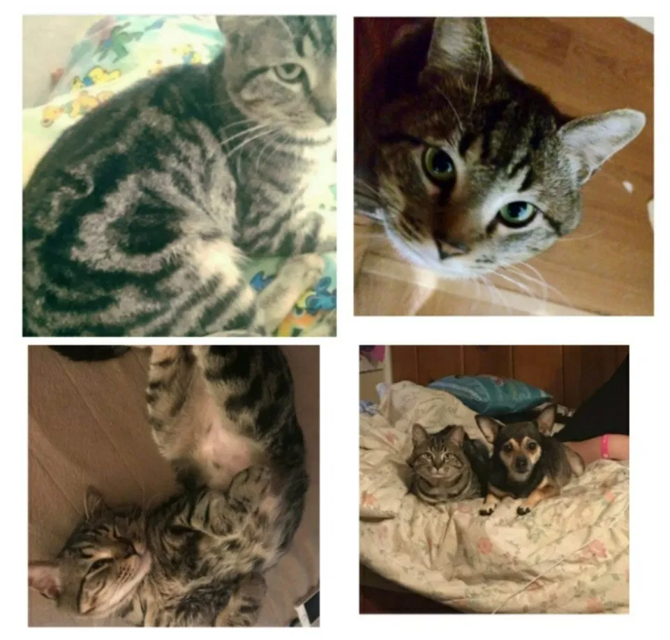 Lost cat in Hot Springs National Park, AR, 71913