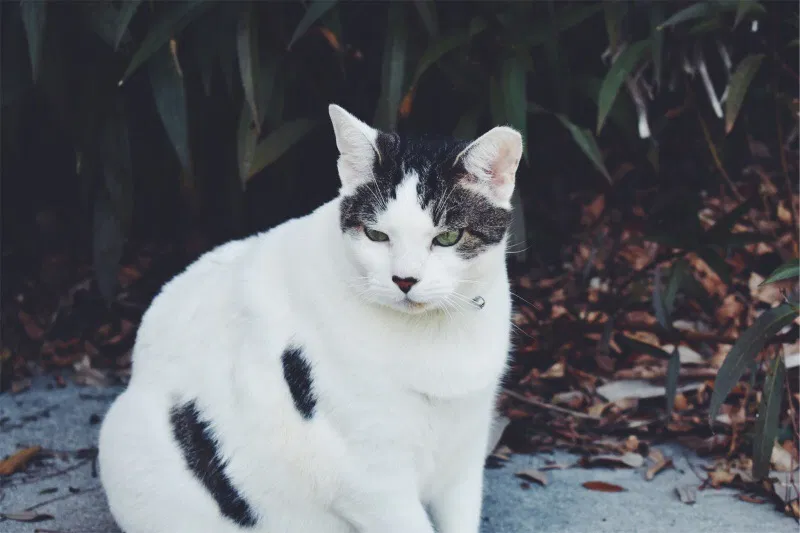 Lost cat in Kure Beach, NC, 28449