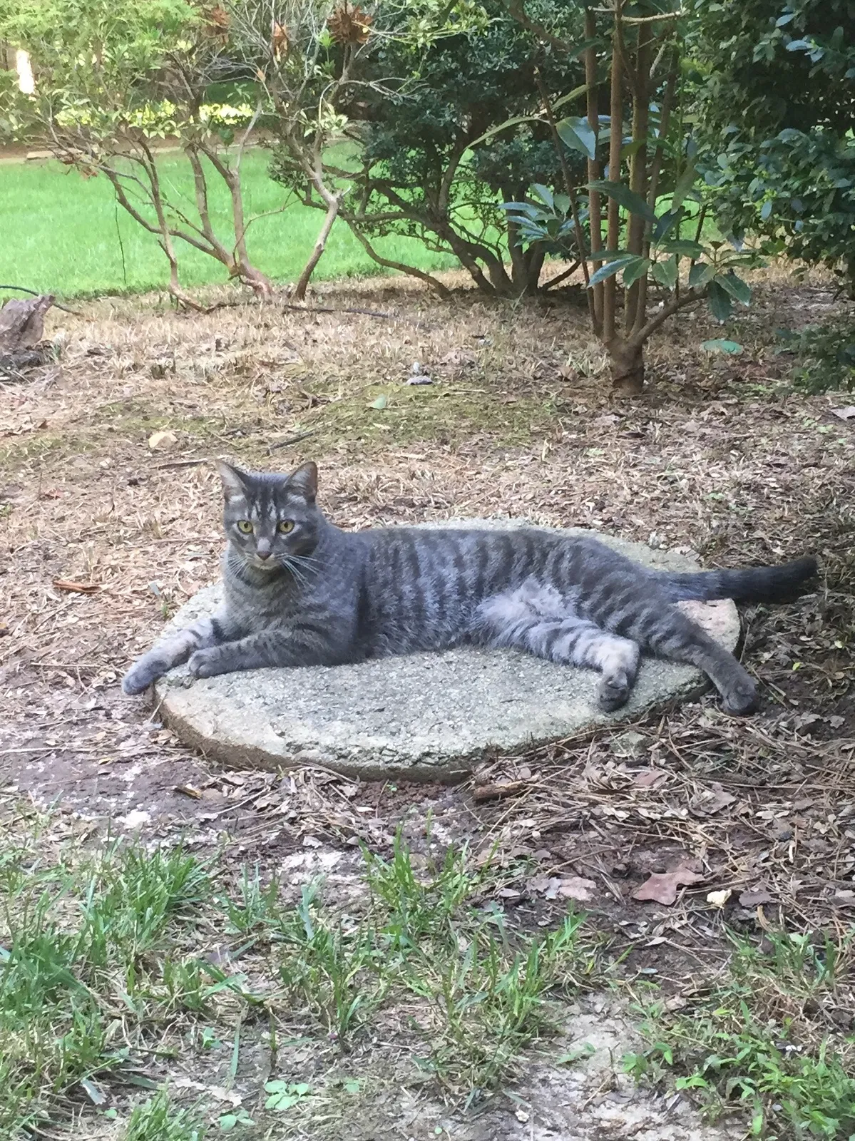 Lost cat in Raleigh, NC, 27615