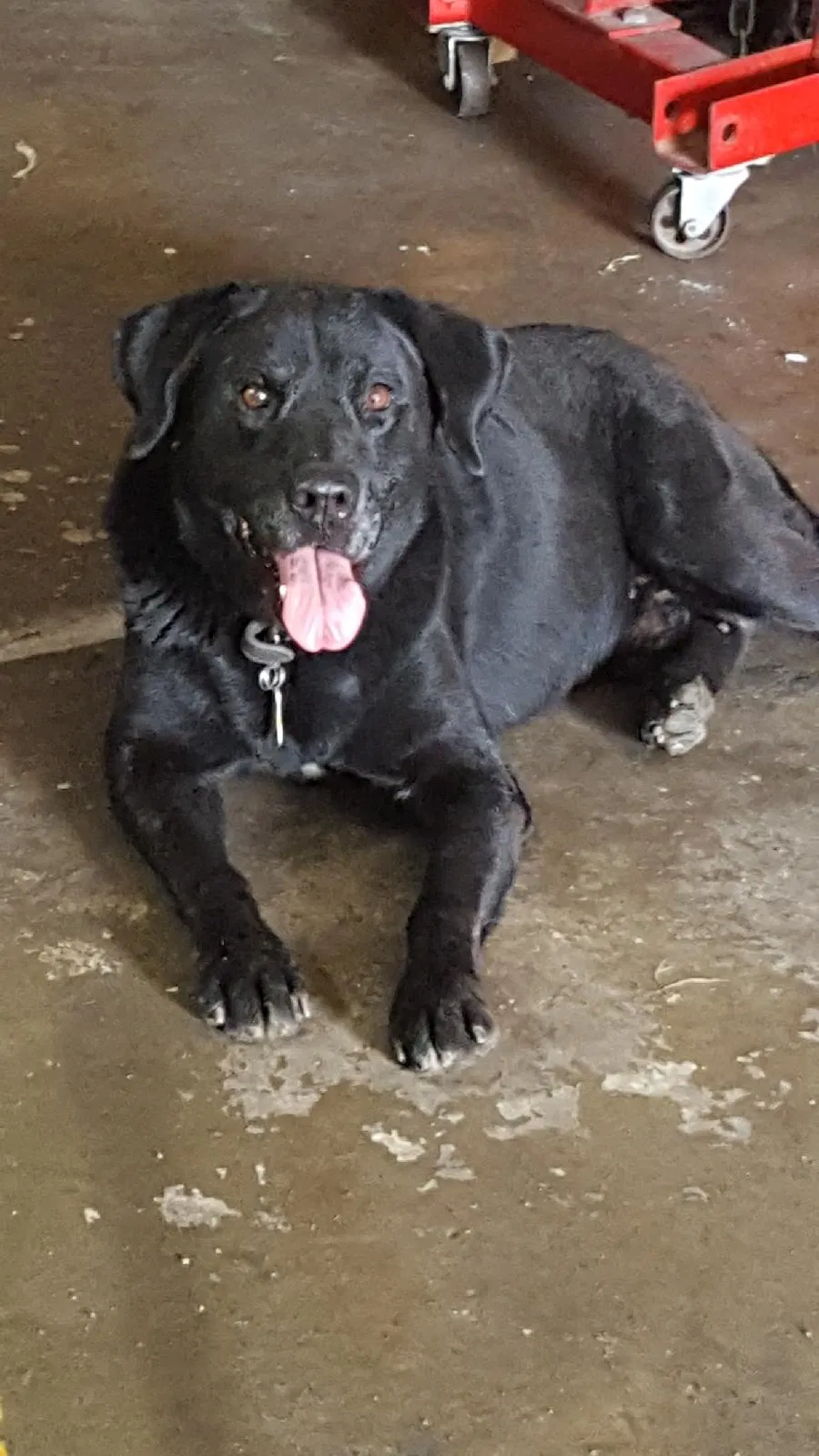 Lost dog in Gastonia, NC, 28052