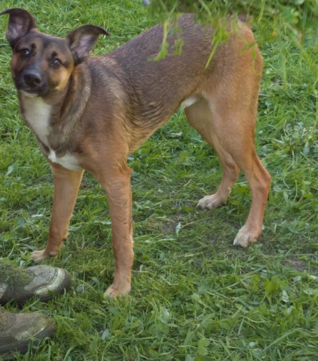 Lost dog in Stockton, CA, 95207