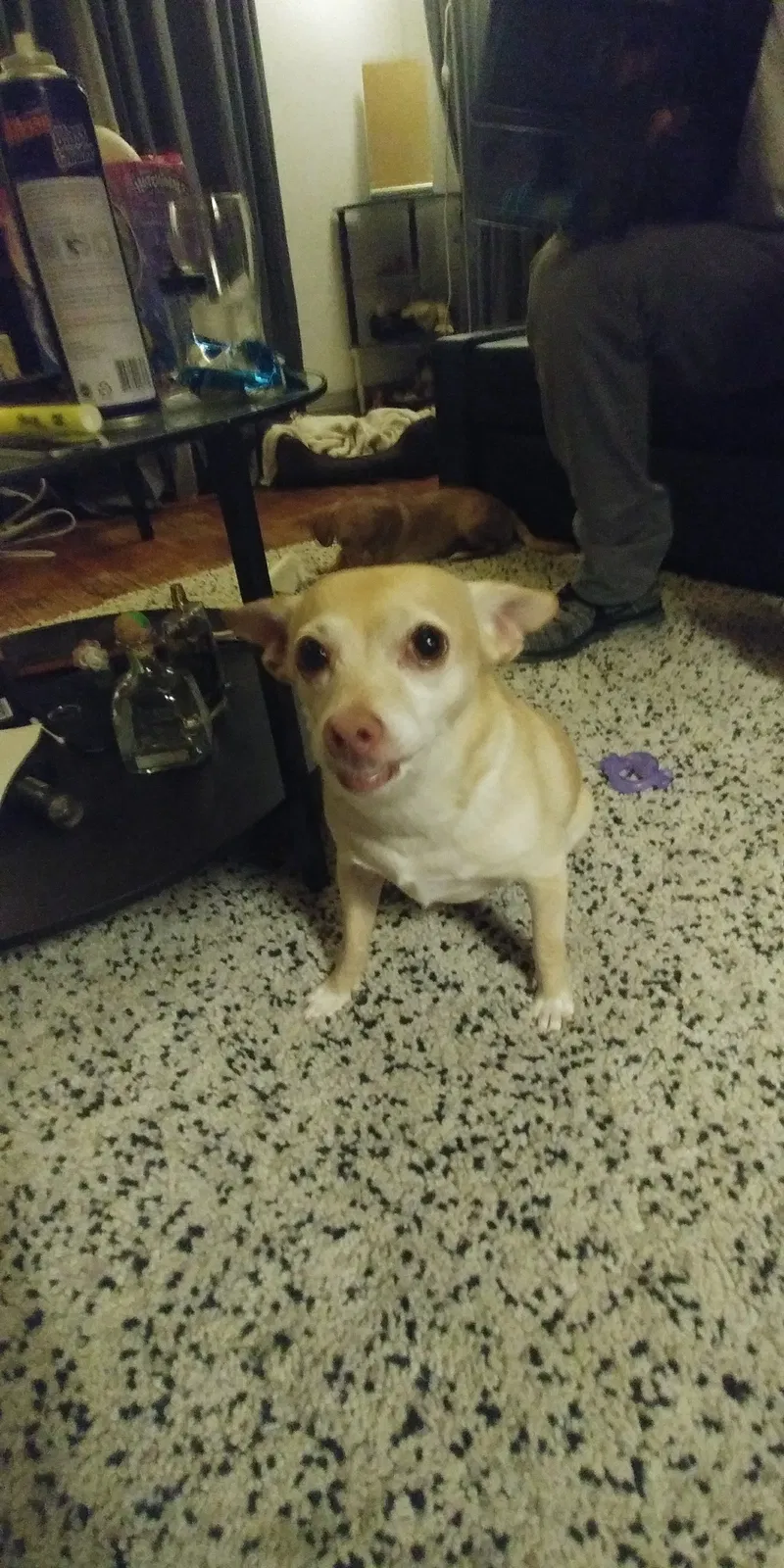 Lost dog in San Francisco, CA, 94130
