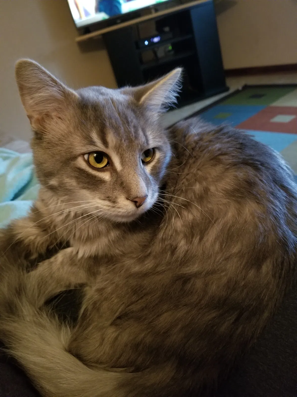 Lost cat in Chesapeake, VA, 23322