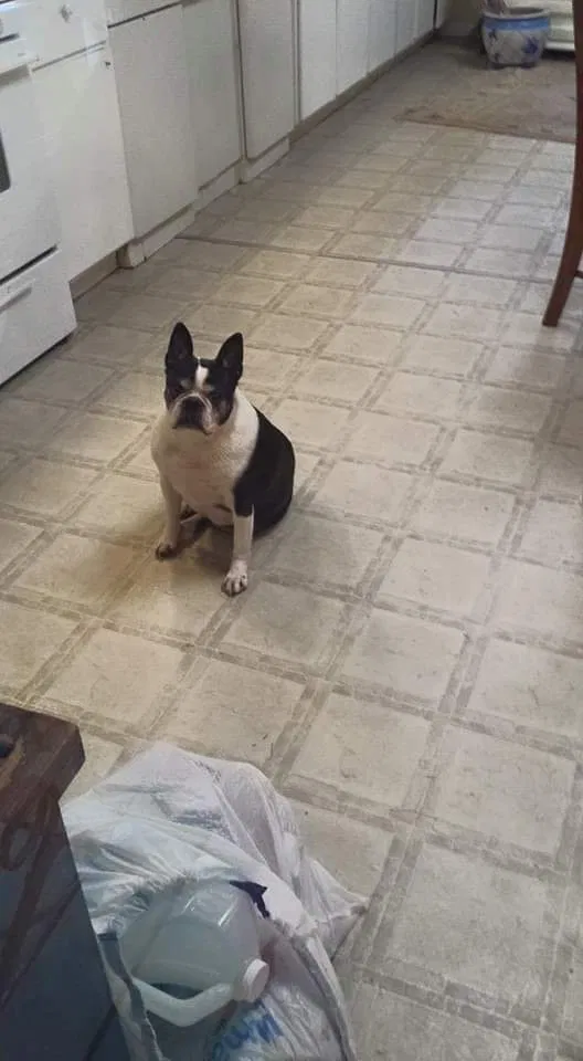 Lost dog in Perkinston, MS, 39573