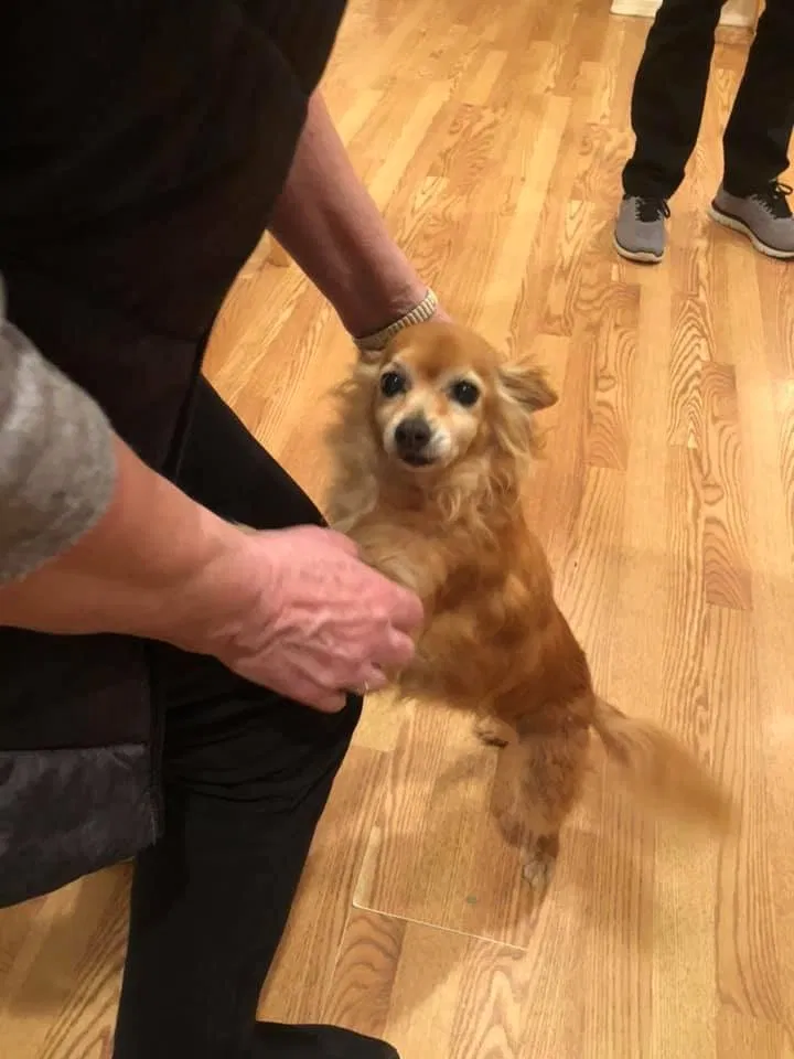 Lost dog in Vacaville, CA, 95688