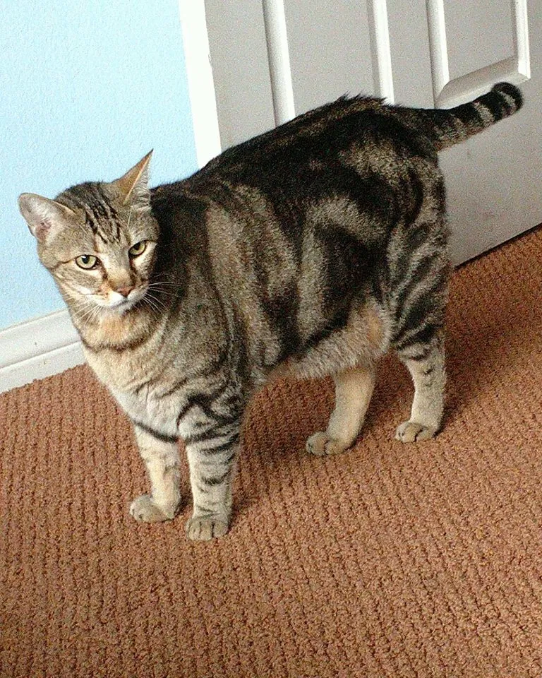 Lost cat in Culver City, CA, 90232