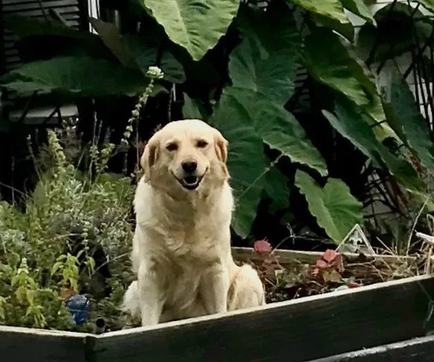 Lost dog in Point Pleasant, WV, 25550