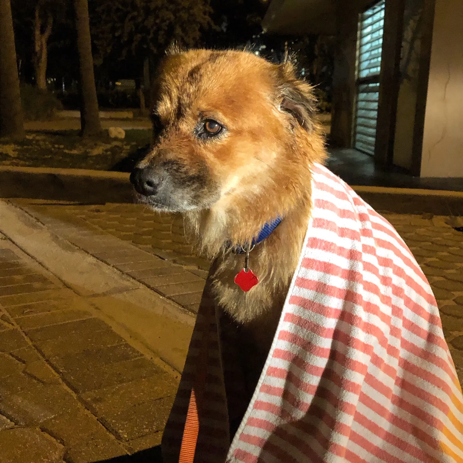 Found Dog