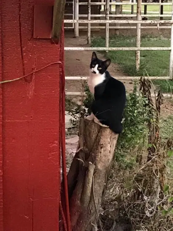 Lost cat in Opelousas, LA, 70570