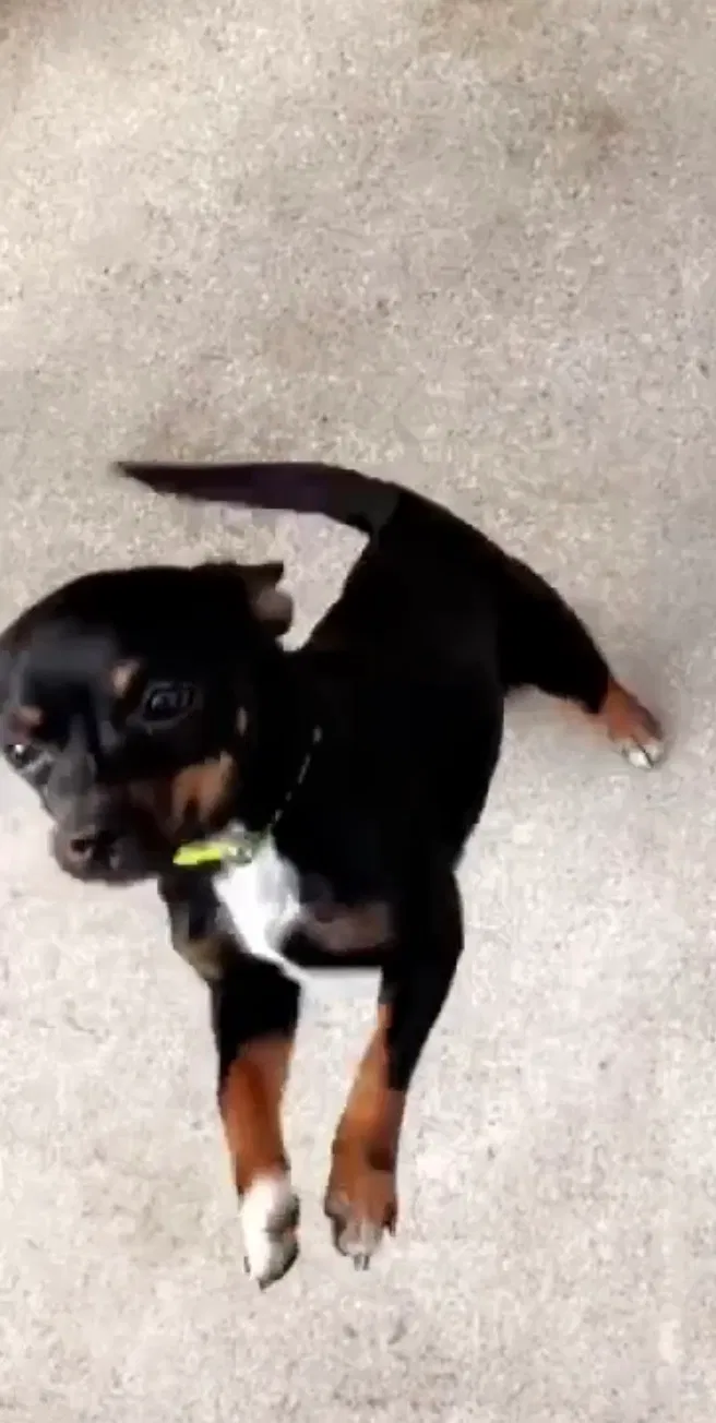 Lost dog in Vallejo, CA, 94590