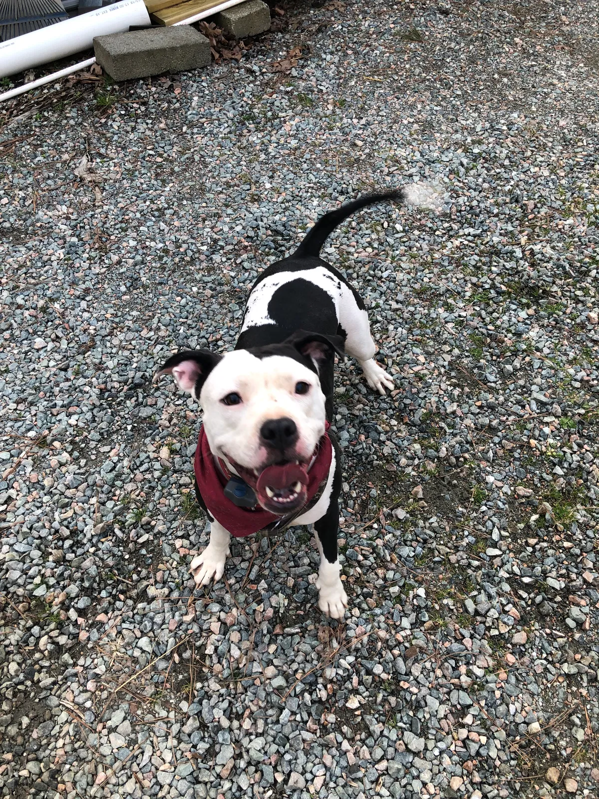 Lost dog in Powhatan, VA, 23139