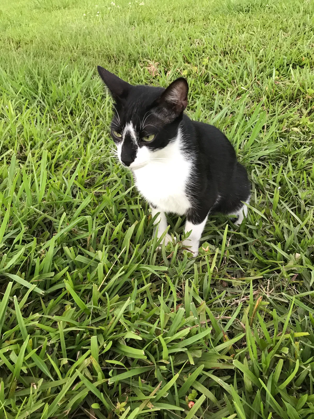 Lost cat in Opelousas, LA, 70570