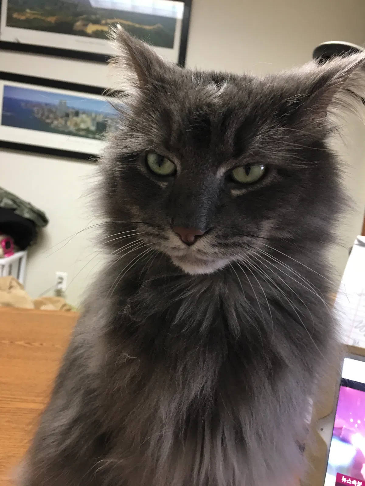 Lost cat in Little Neck, NY, 11362