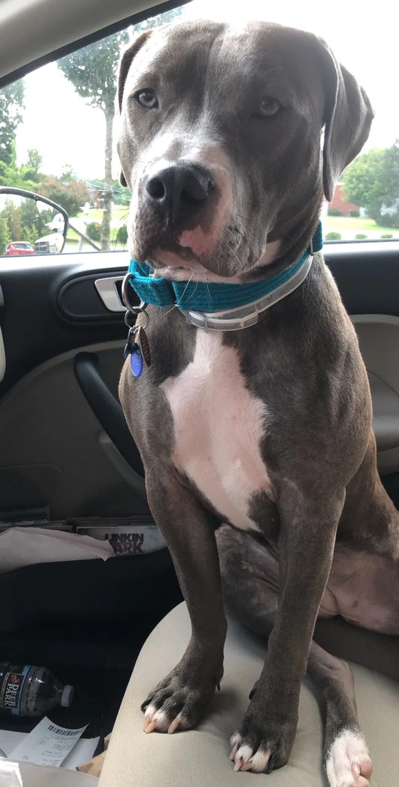 Lost dog in Powhatan, VA, 23139