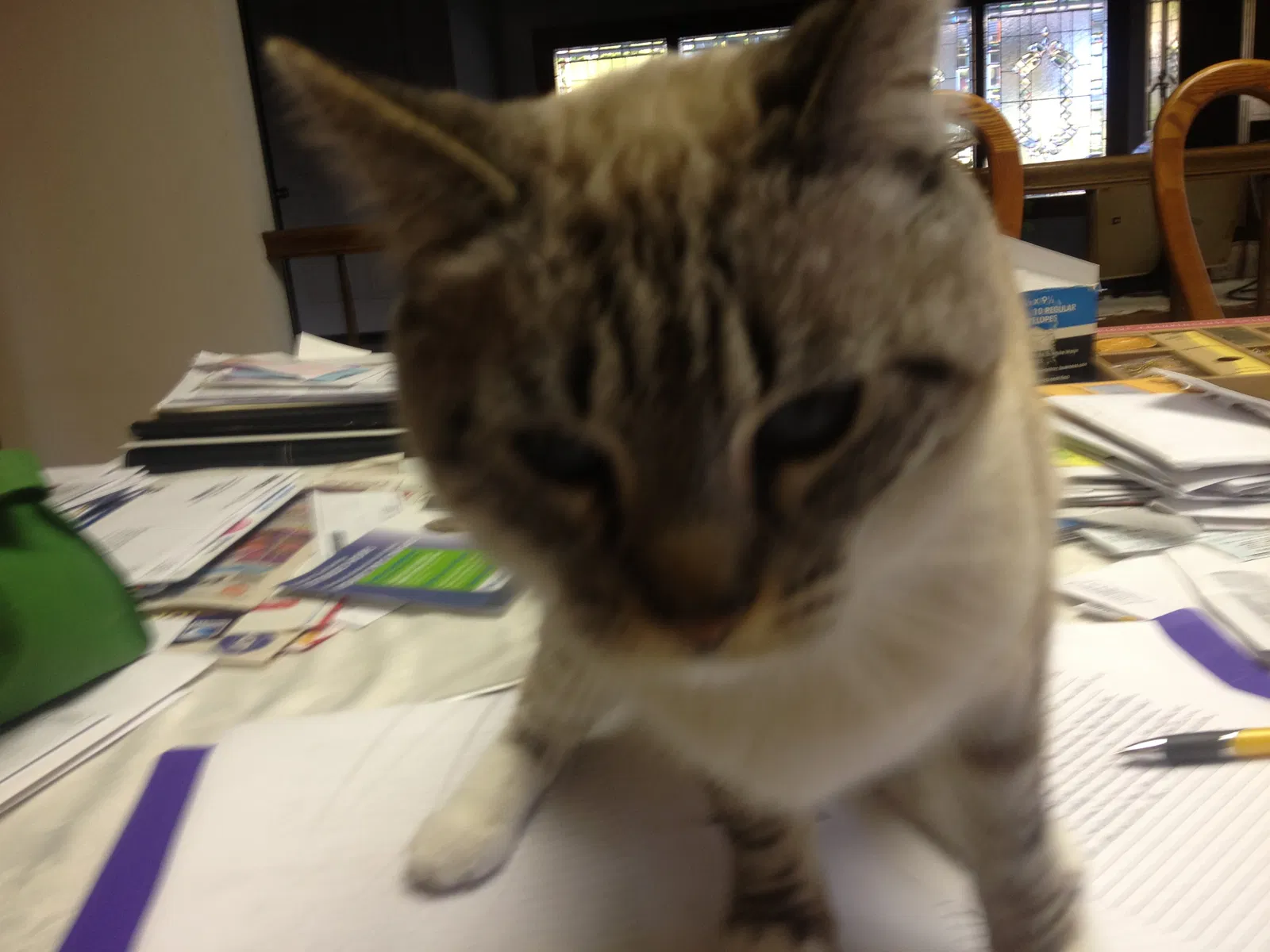 Lost cat in Orange, CA, 92867