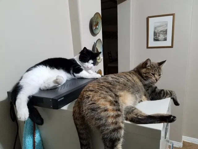 Lost cat in Bakersfield, CA, 93308