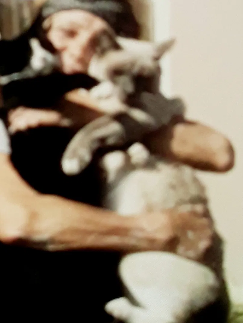 Lost cat in Anaheim, CA, 92804