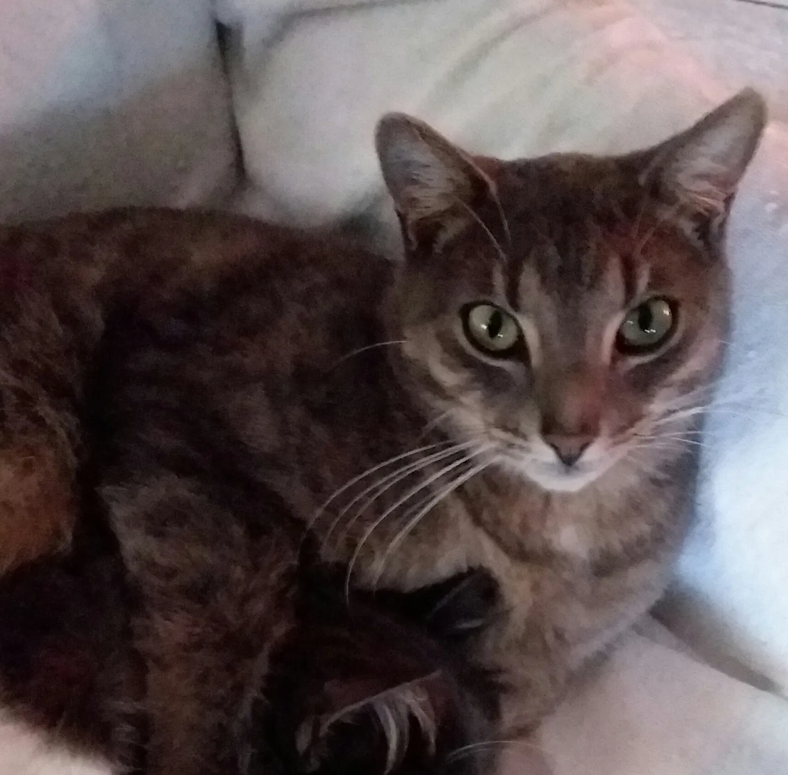 Lost cat in Cantonment, FL, 32533