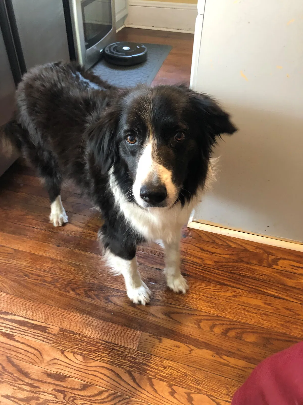 Found dog in Boaz, AL, 35957
