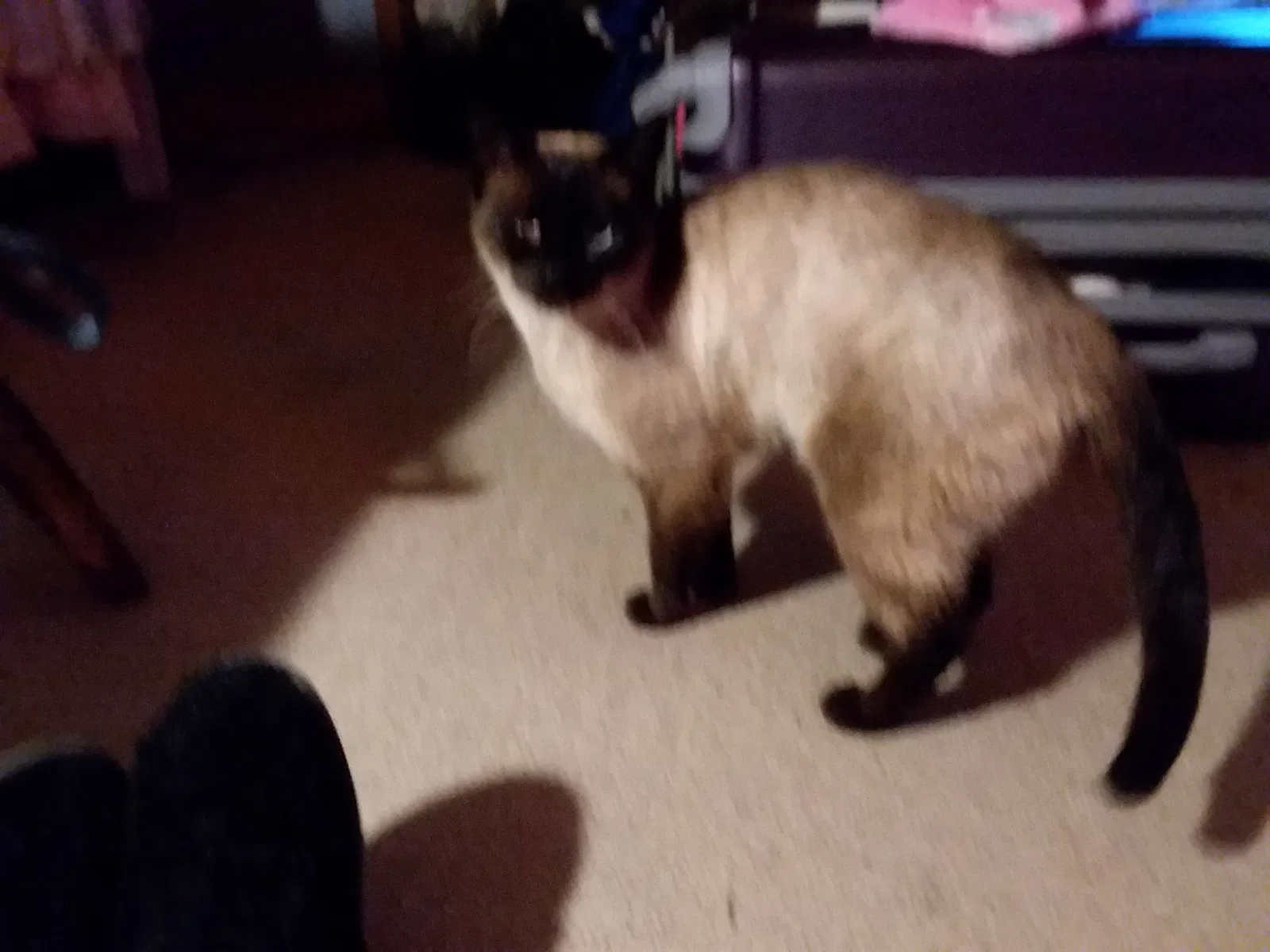 Found cat in Pickens, SC, 29671