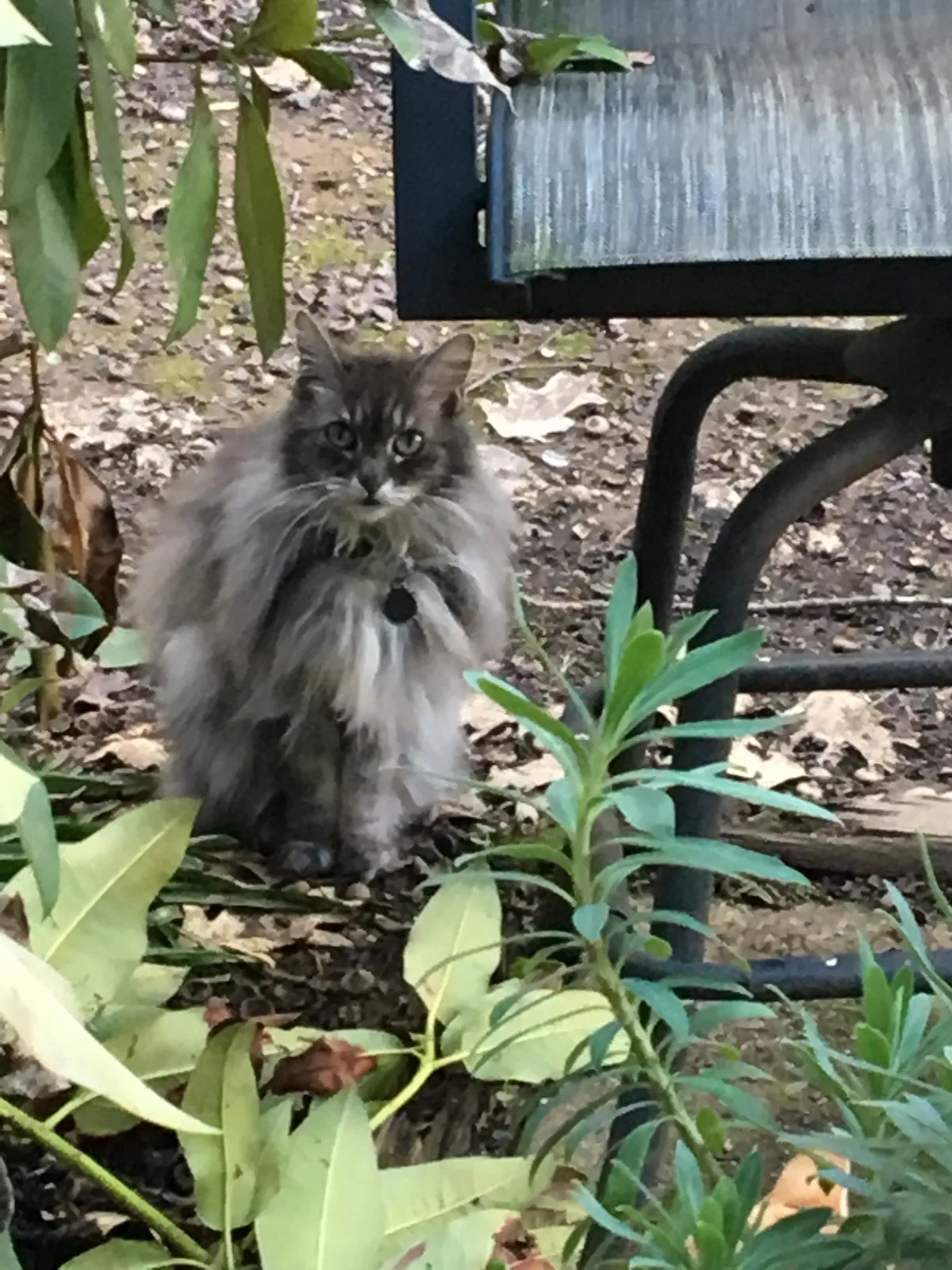Found cat in Eugene, OR, 97402