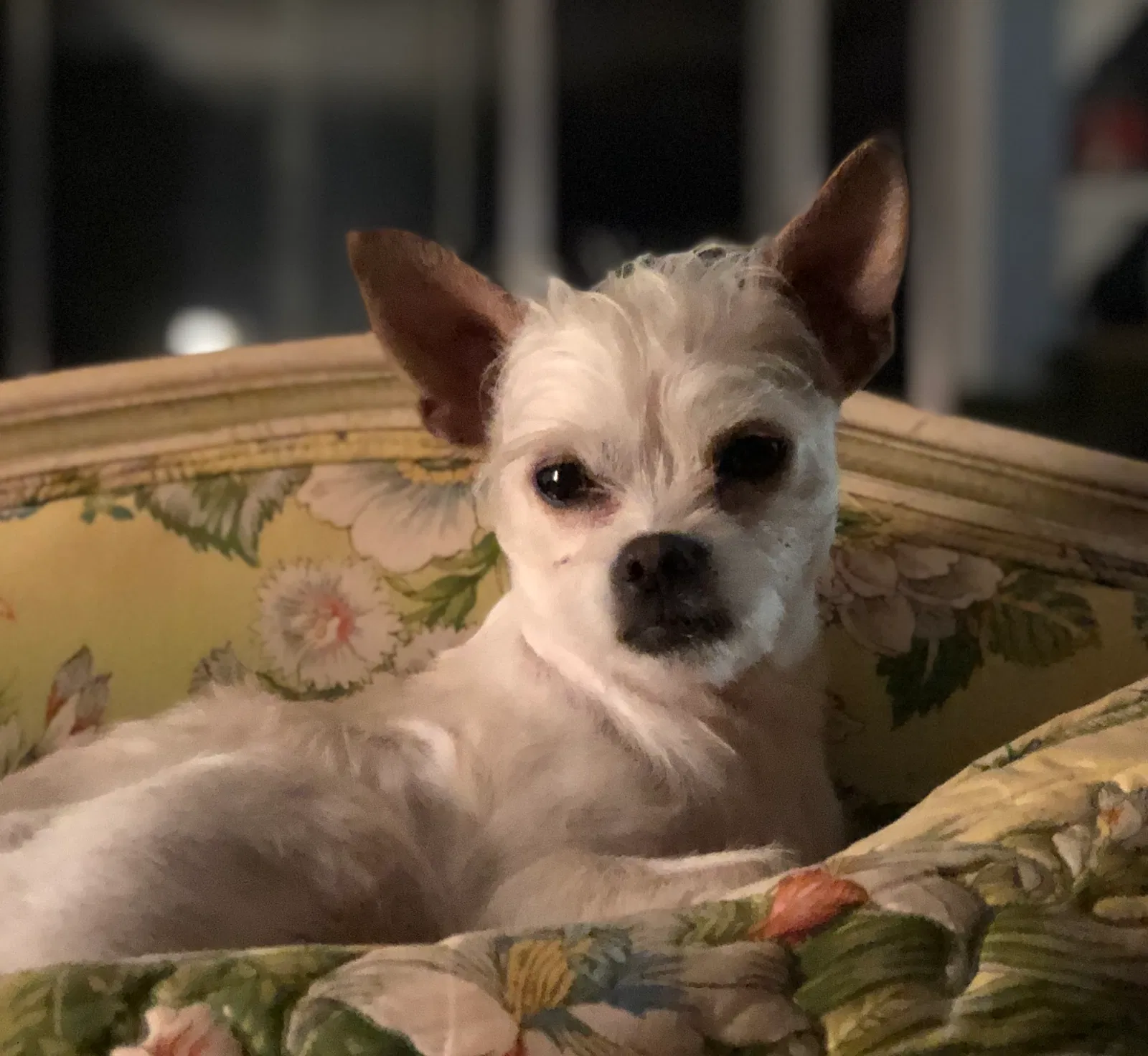 Found dog in Lubbock, TX, 79423