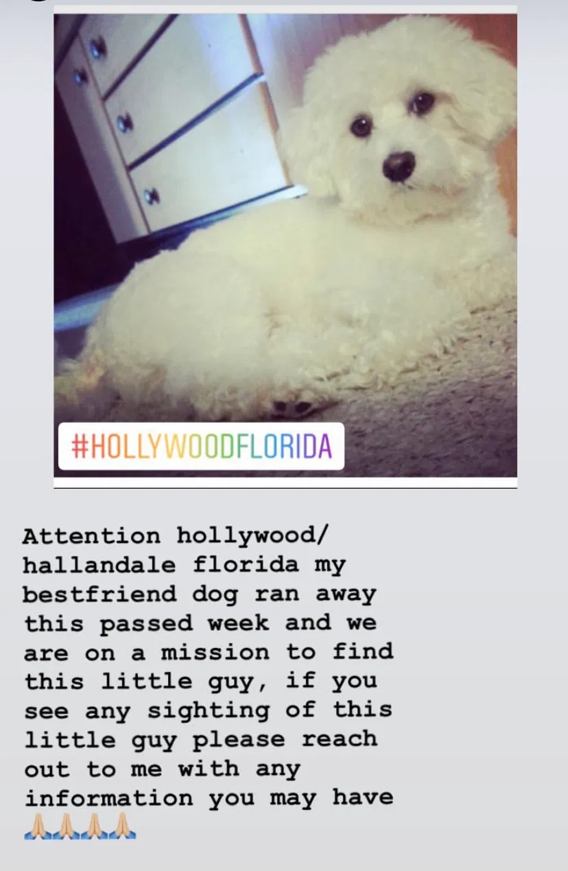 Lost dog in Hollywood, FL, 33020