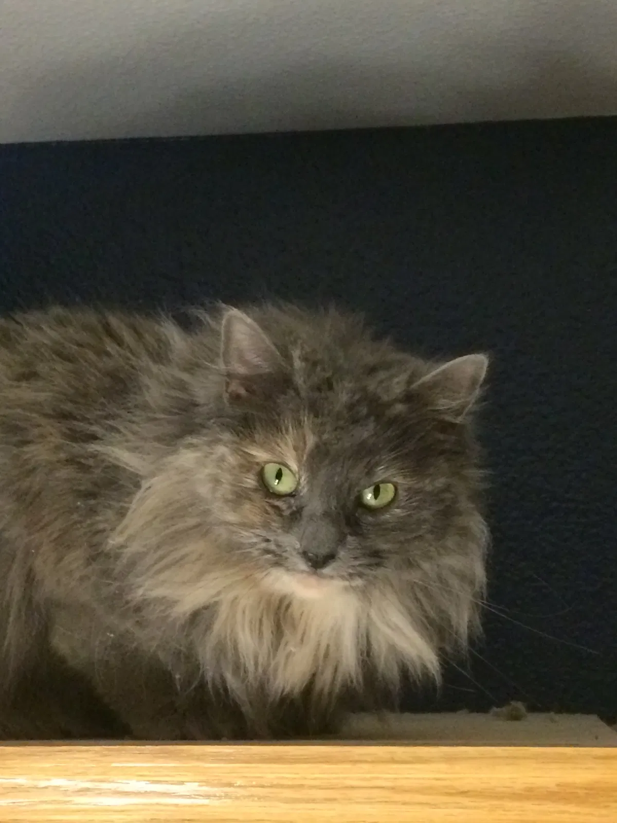 Found cat in Hesperia, CA, 92344